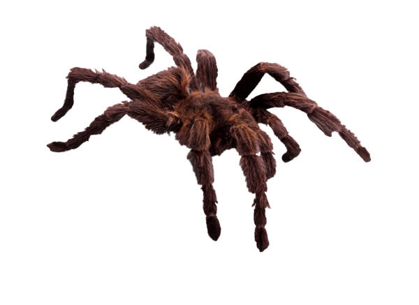 It’s Never Really a Spider Bite…