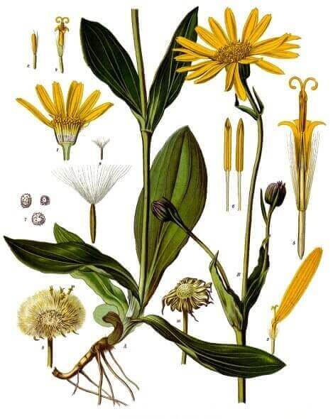 Does Arnica Really Work?