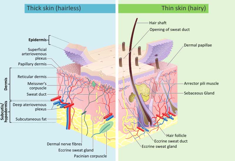 Which is better -chemical peel or laser peel?
